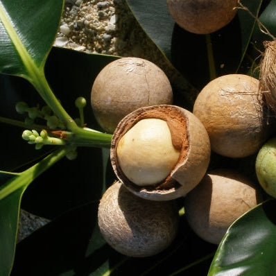 Tamanu Skin Recovery Oil