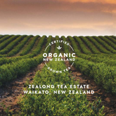 Tea plantation with &