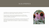 A sample page from Constituents about Alkamides with an image of Echinacea. 