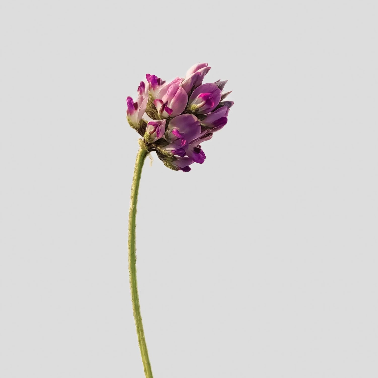 Single pink flower on a gray background