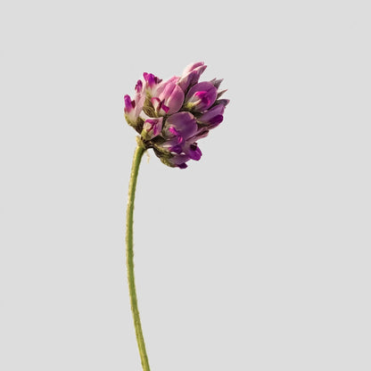 Single pink flower on a gray background