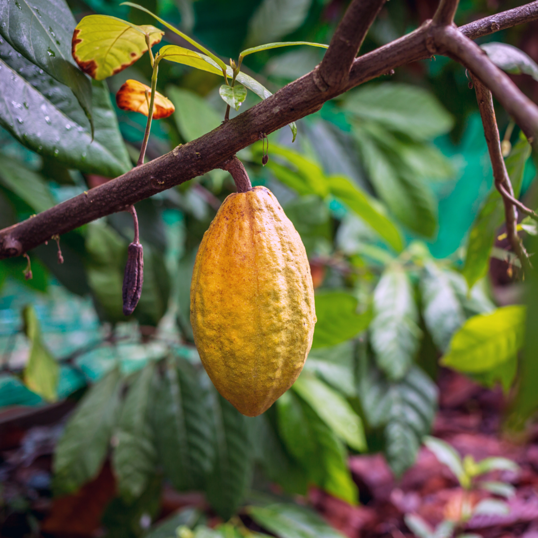 A yellow cacao pod growing on a cacao tree. 
