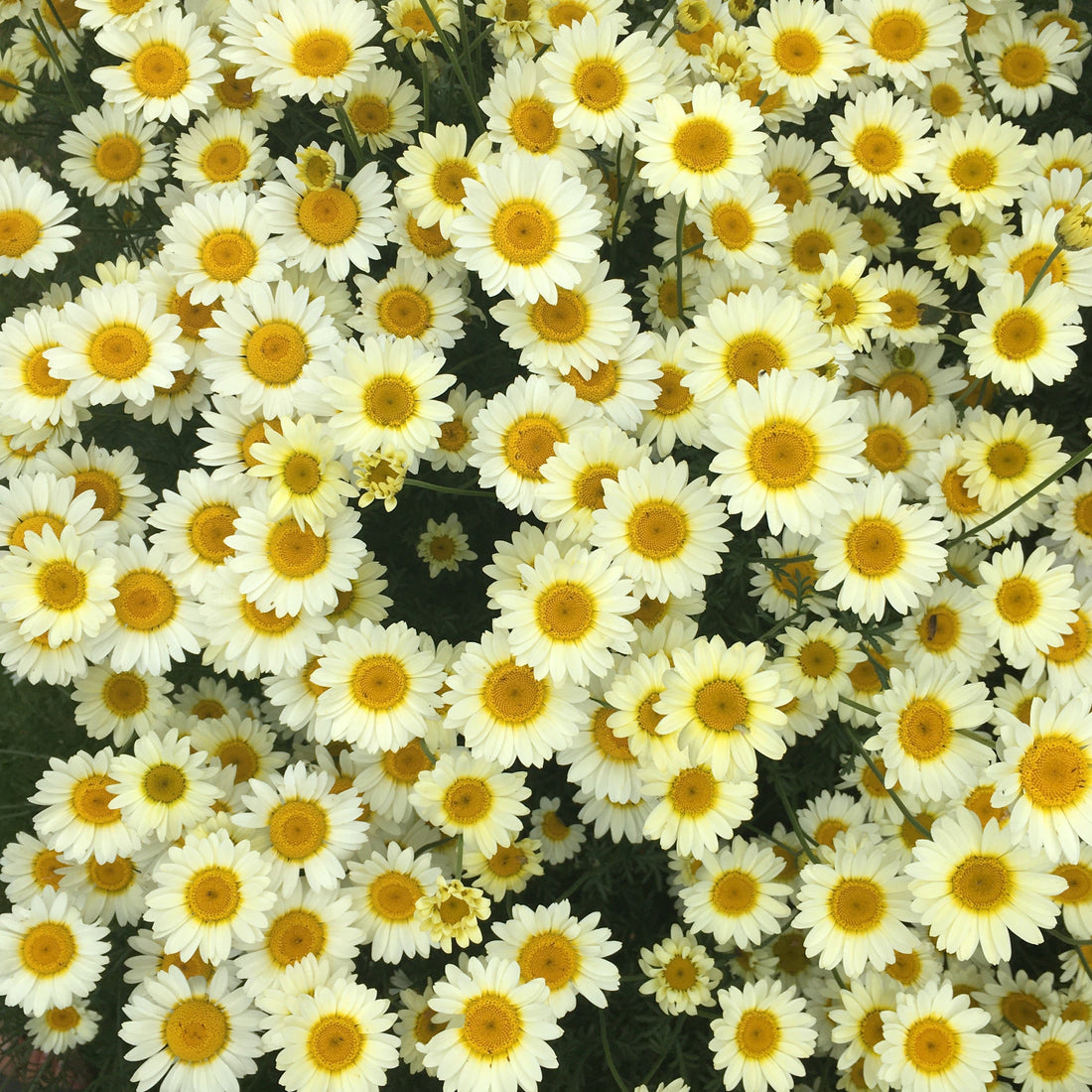 A delightful buttery-yellow patch of daisies. 