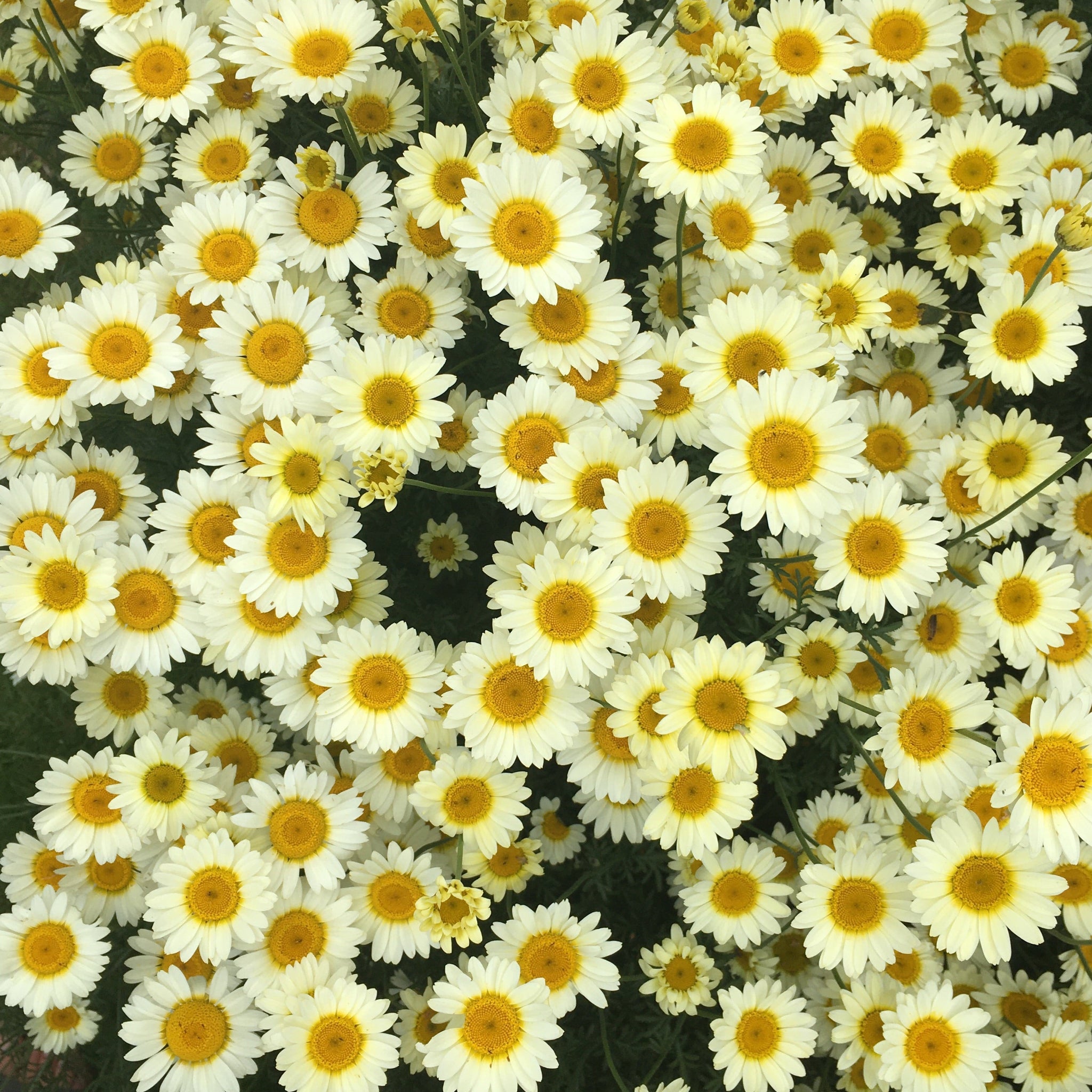 A delightful buttery-yellow patch of daisies. 