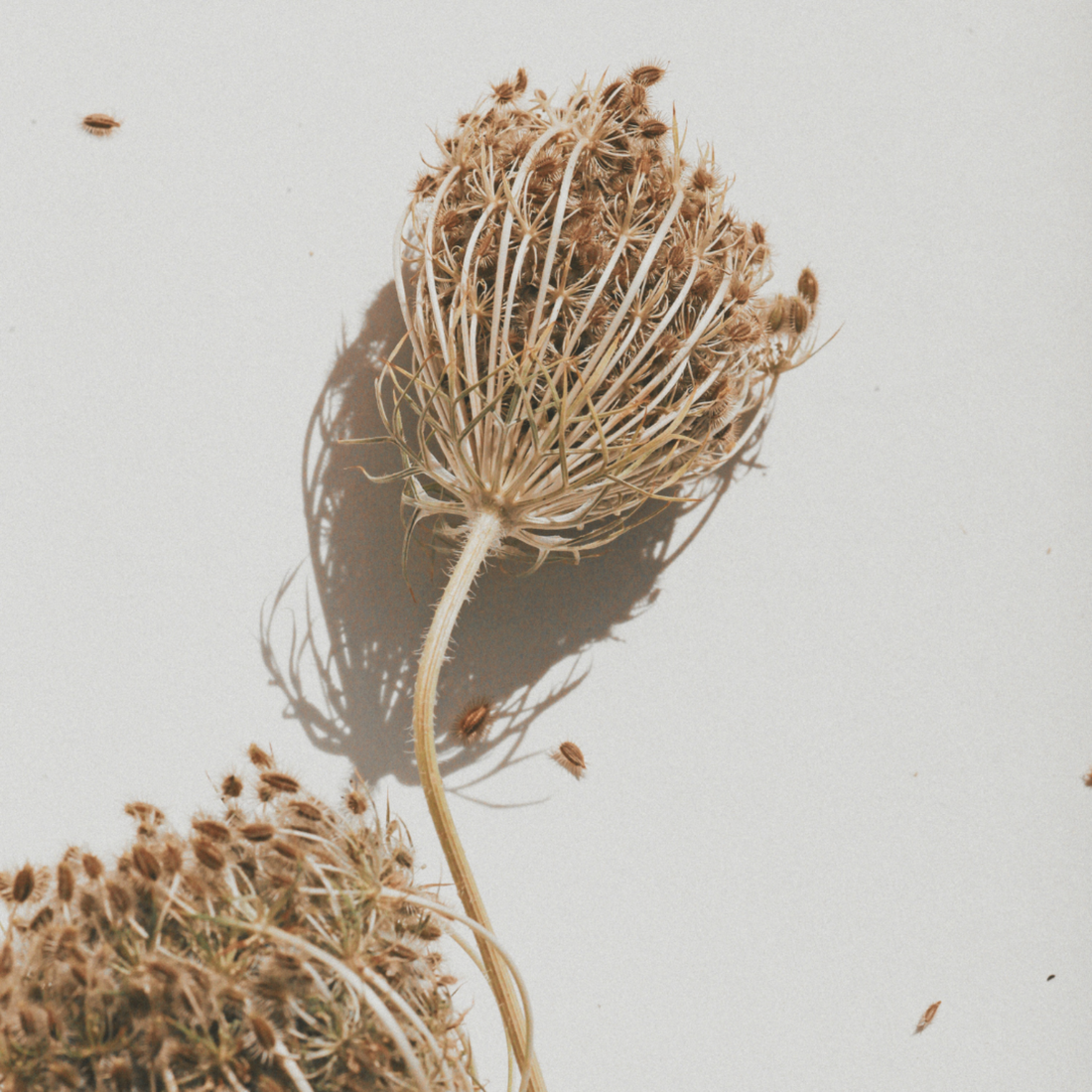 Seed heads of Wild Carrot. 