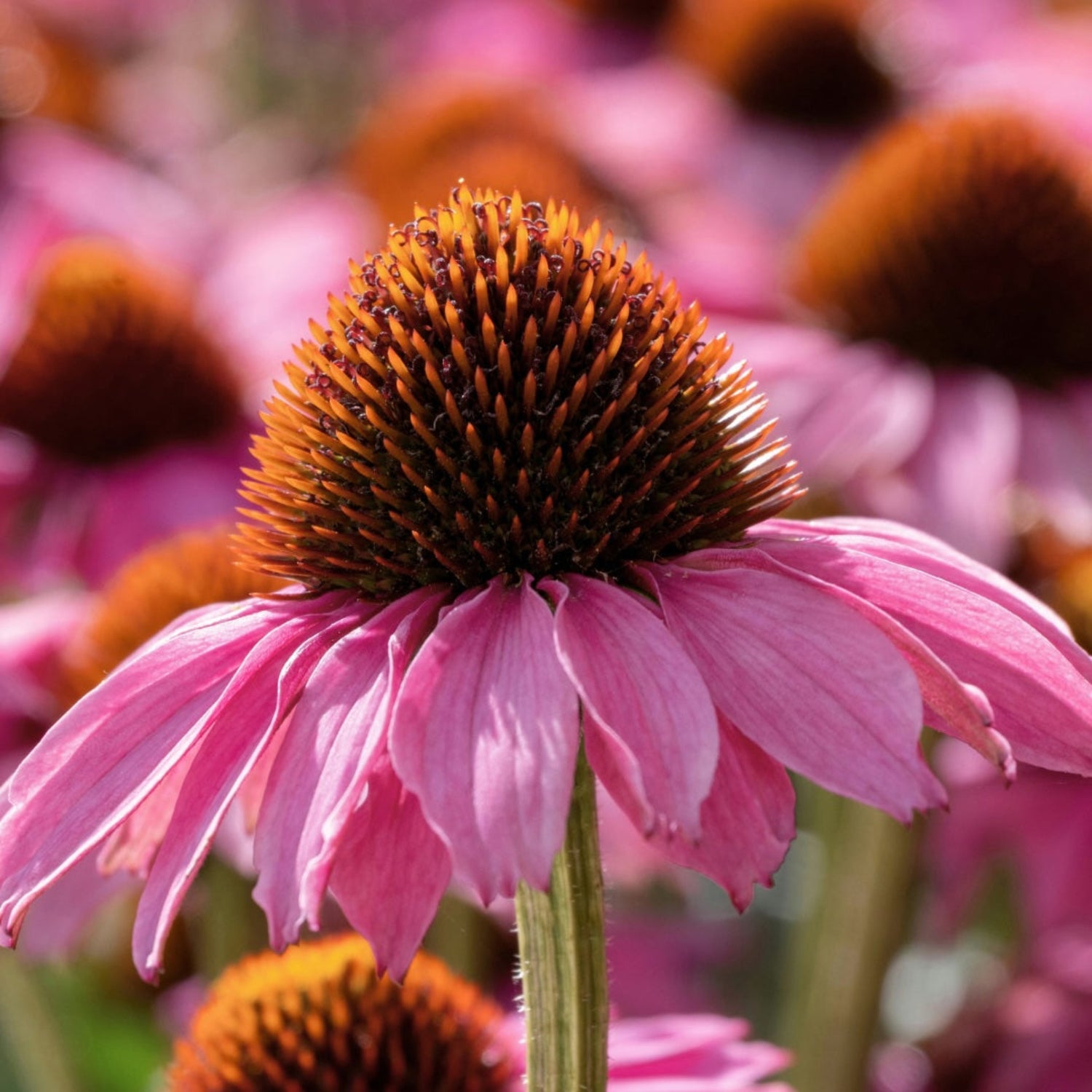 Close-up of a purple cone flower with a blurred background