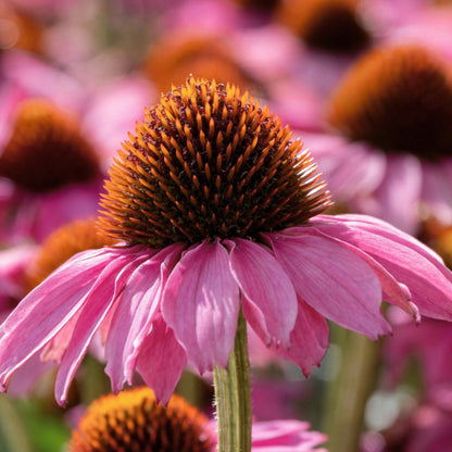 Close-up of a purple cone flower with a blurred background