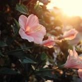 Beautiful blush pink hibiscus flowers blooming in the golden light of a sunrise. 