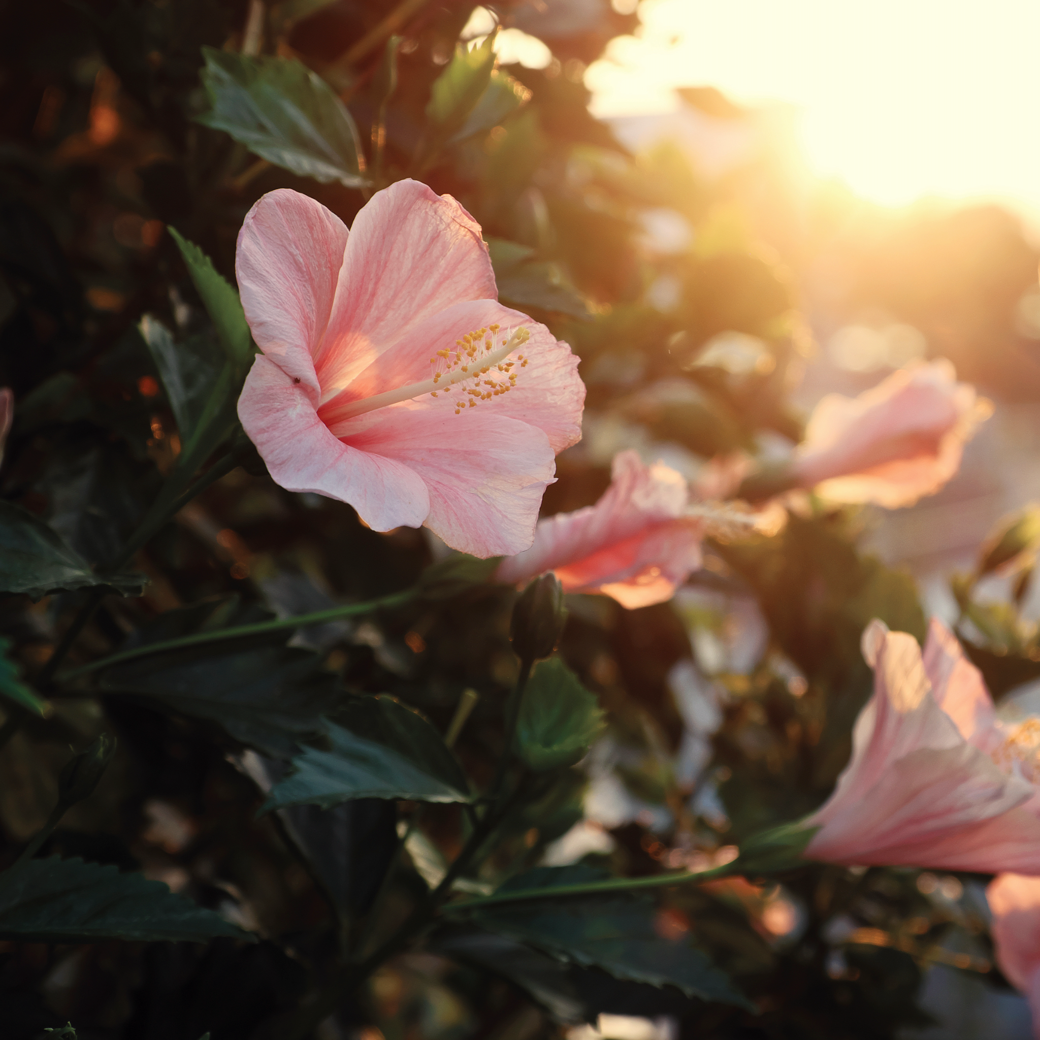 Beautiful blush pink hibiscus flowers blooming in the golden light of a sunrise. 