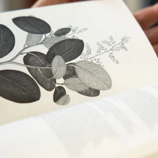 Te Papa Te Taiao Nature Series - Native Plants of Aotearoa