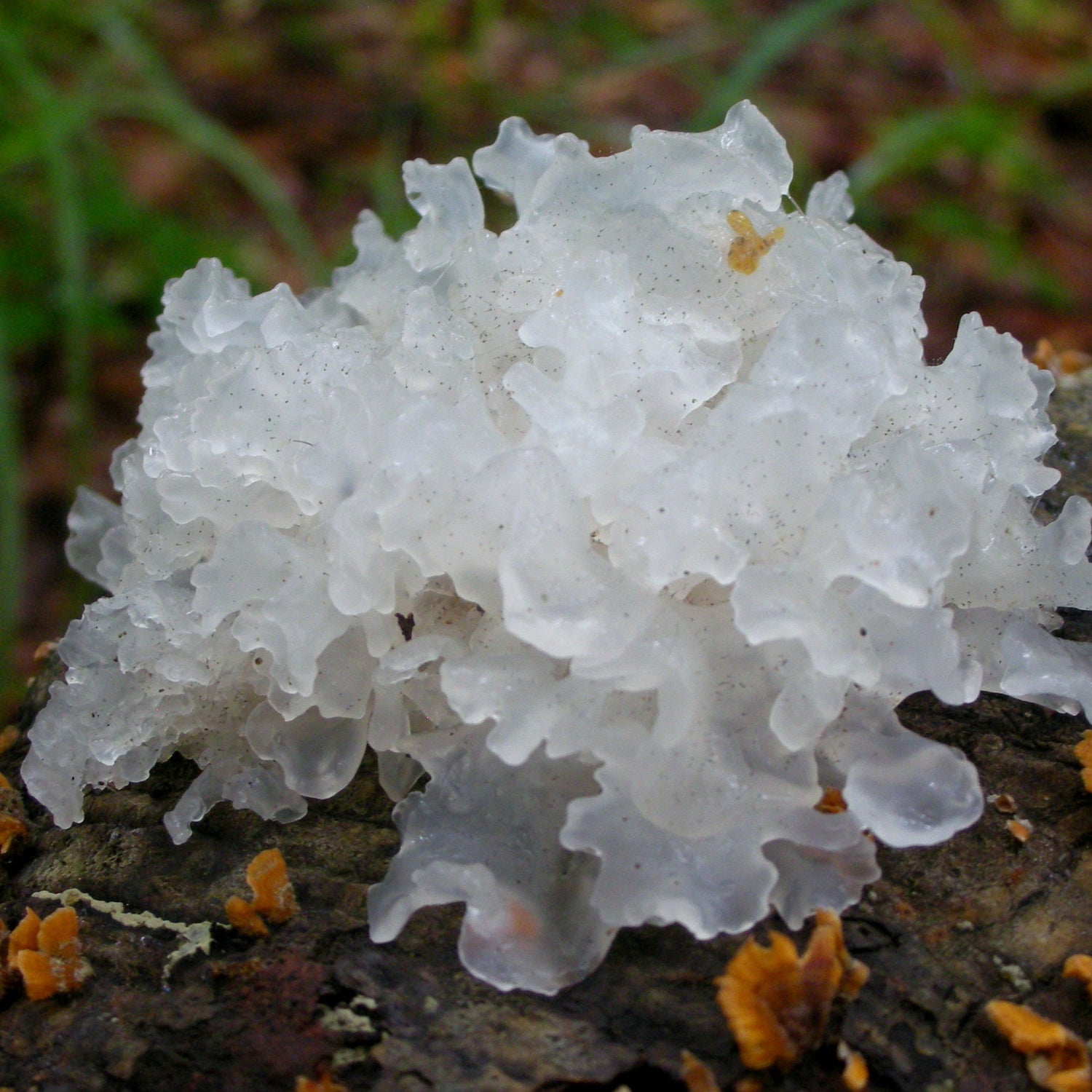 Tremella