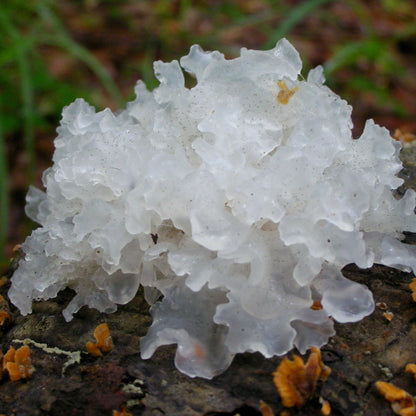 Tremella
