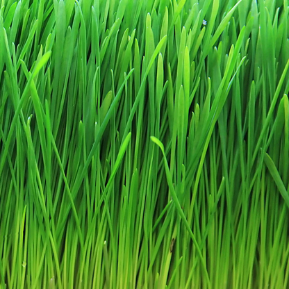 Goddess Greens