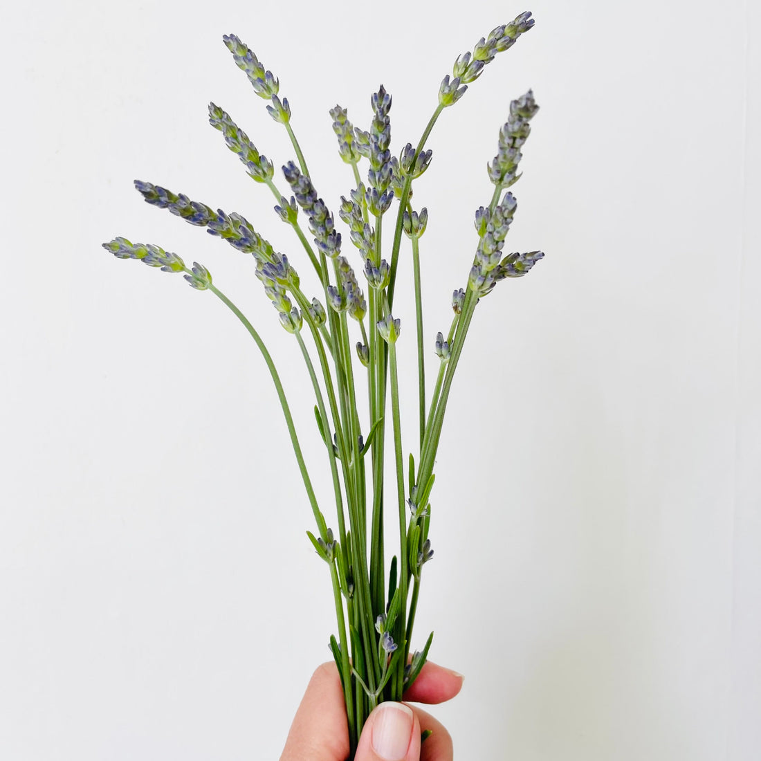 Small bunch of English lavender flowers held in hand before a white backdrop. 