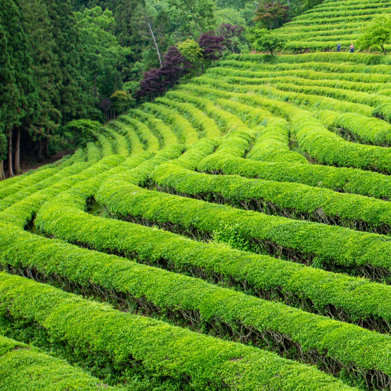 Terraced green tea fields in a lush forested area