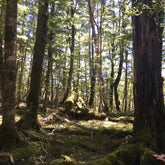 A mossy grotto amidst a native forest setting in New Zealand. 