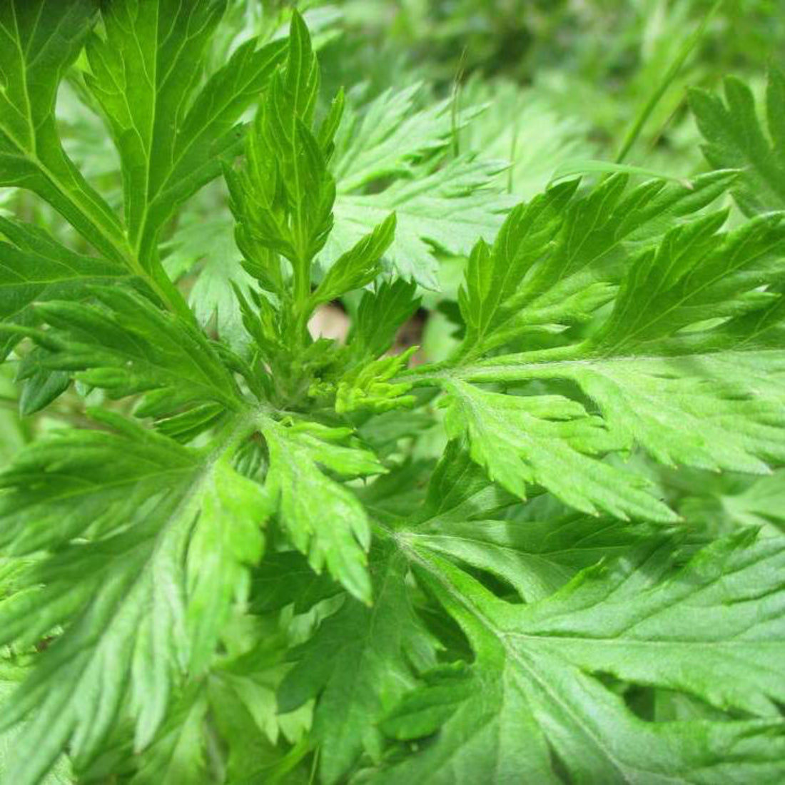 Close up of bright green mugwort leaves. 