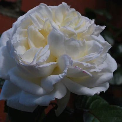 Close up of white rose in soft, dim light. 