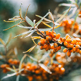Close-up of orange berries on a branch with a blurred natural background