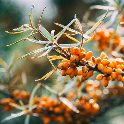 Close-up of orange berries on a branch with a blurred natural background