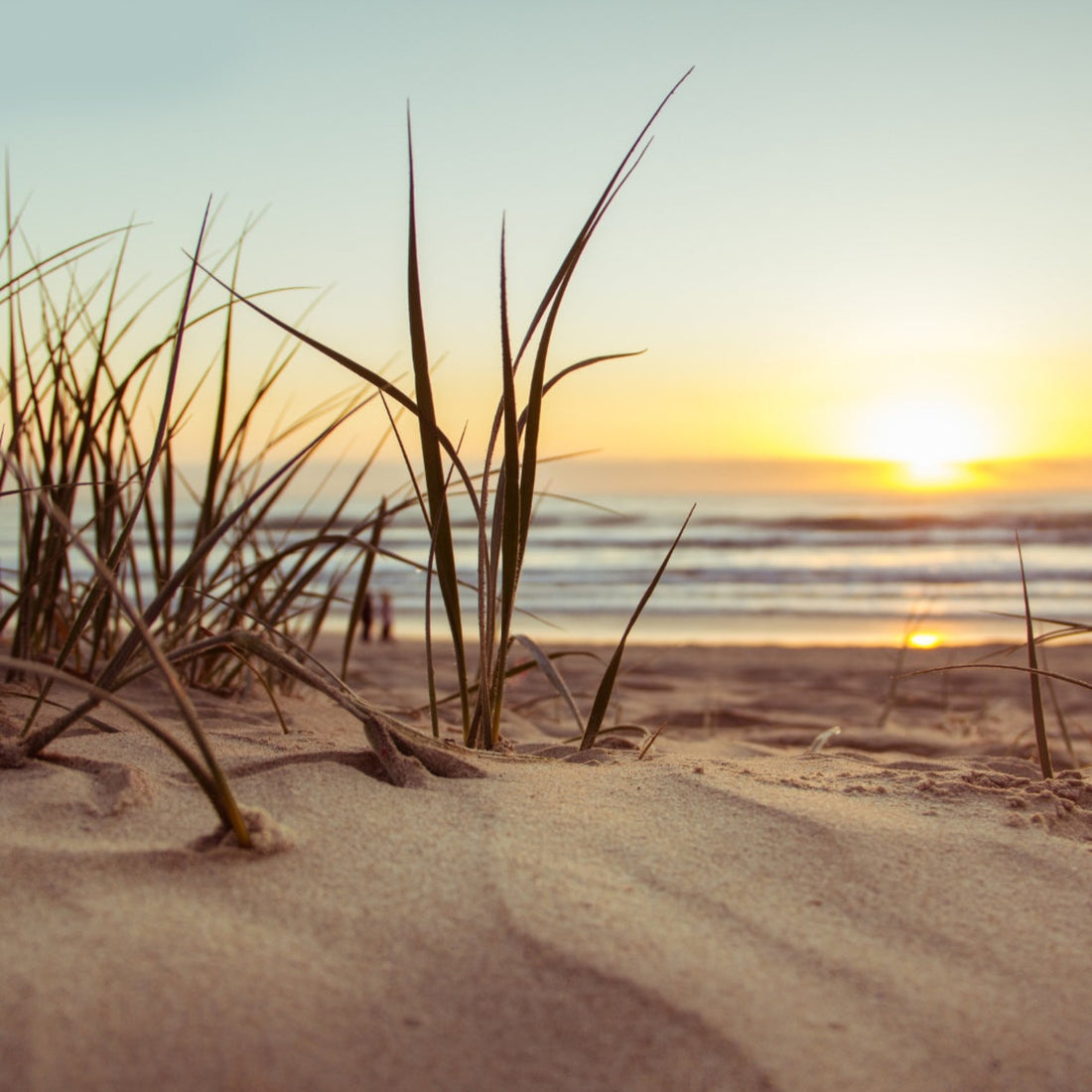 Sunset across the ocean in the background with sand dune and sea grass in the foreground. 