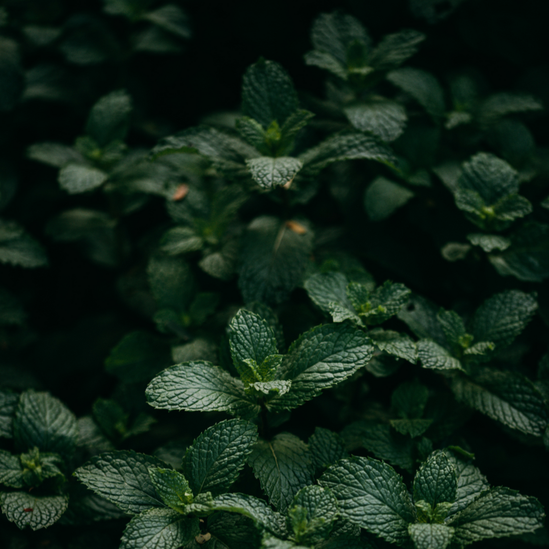 Spearmint growing in a garden, darkly lit with luminous dark green leaves. 