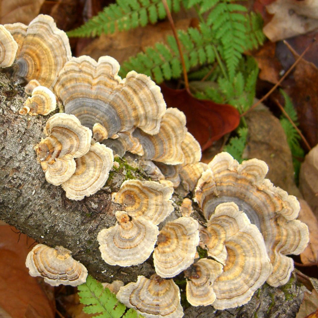 Blooms of Turkey Tail fungi on a log. 