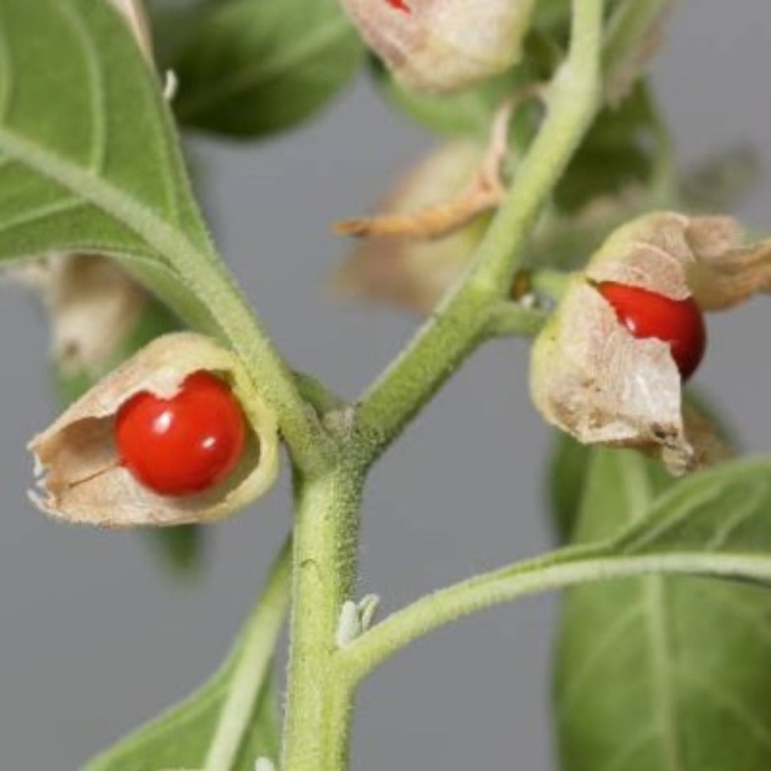A close up of Withania somnifera, otherwise known as Winter Cherry.