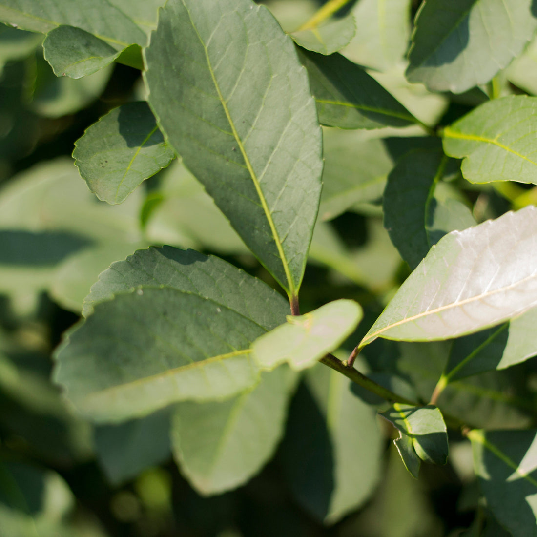 Close-up of green leaves with a blurred background