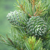 Close up of Cedarwood cones and needles growing outside in a forest. 