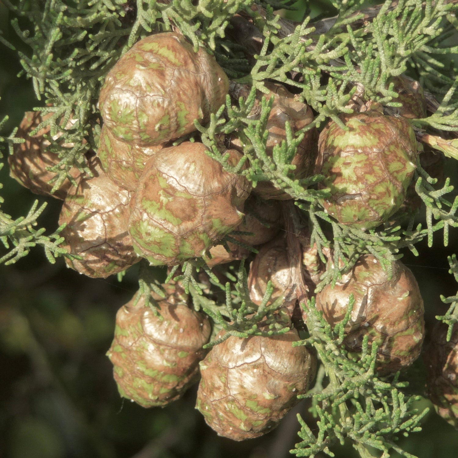 A close up of the cypress cones and foliage.