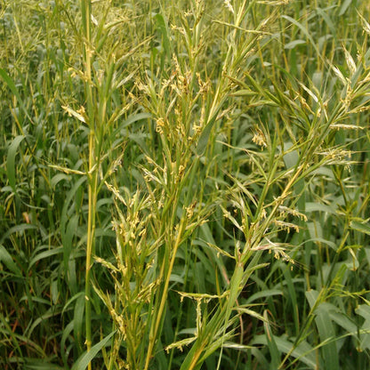 Palmarosa glass growing in a field. 