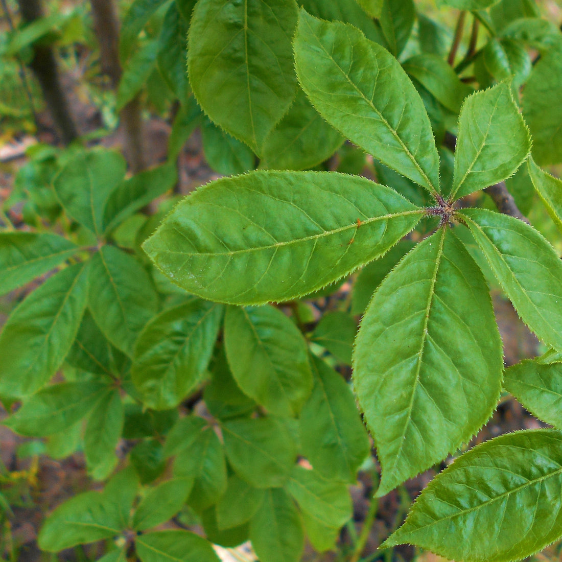 Siberian Ginseng Tea