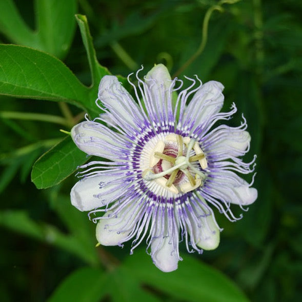 Passionflower Tea