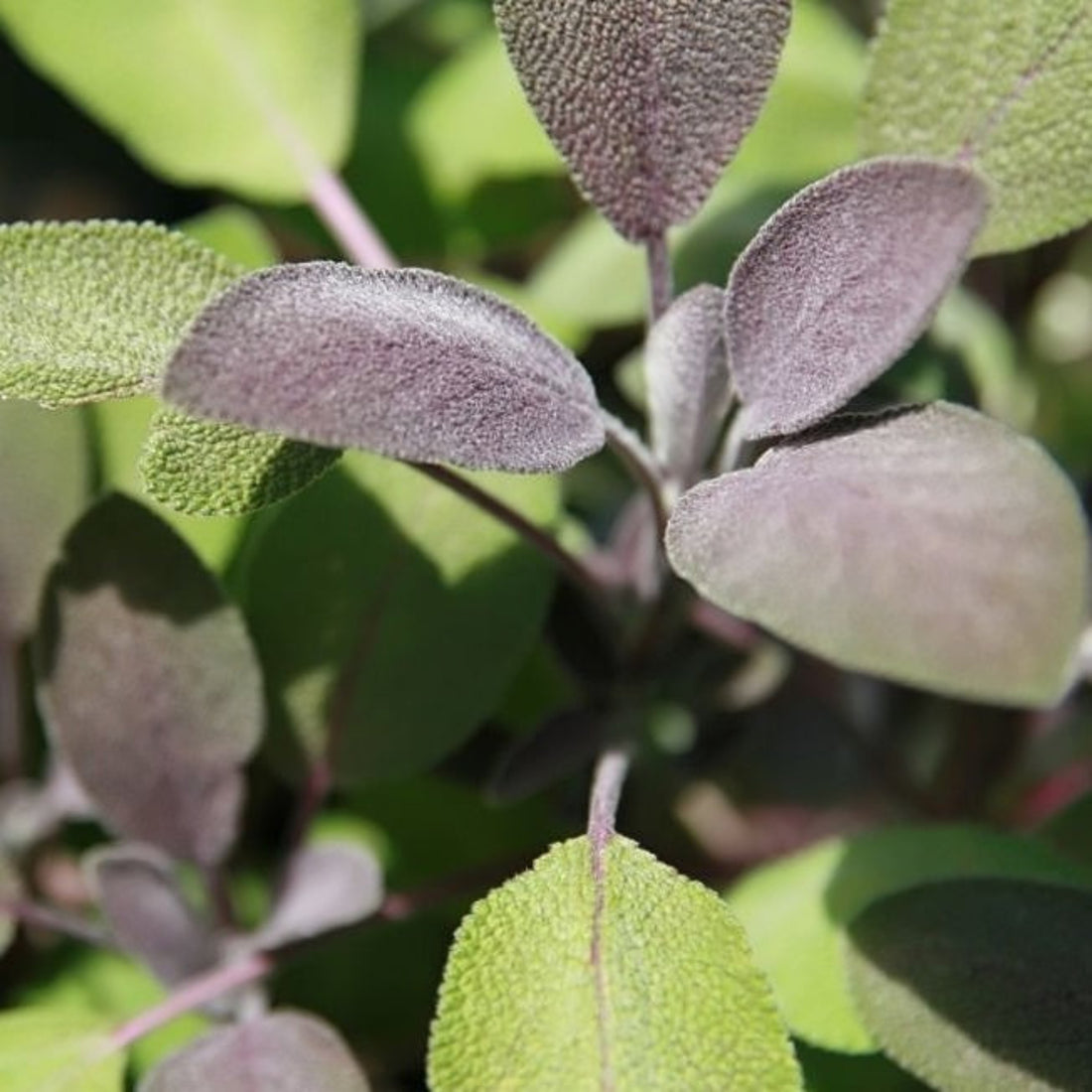 Sage Tea