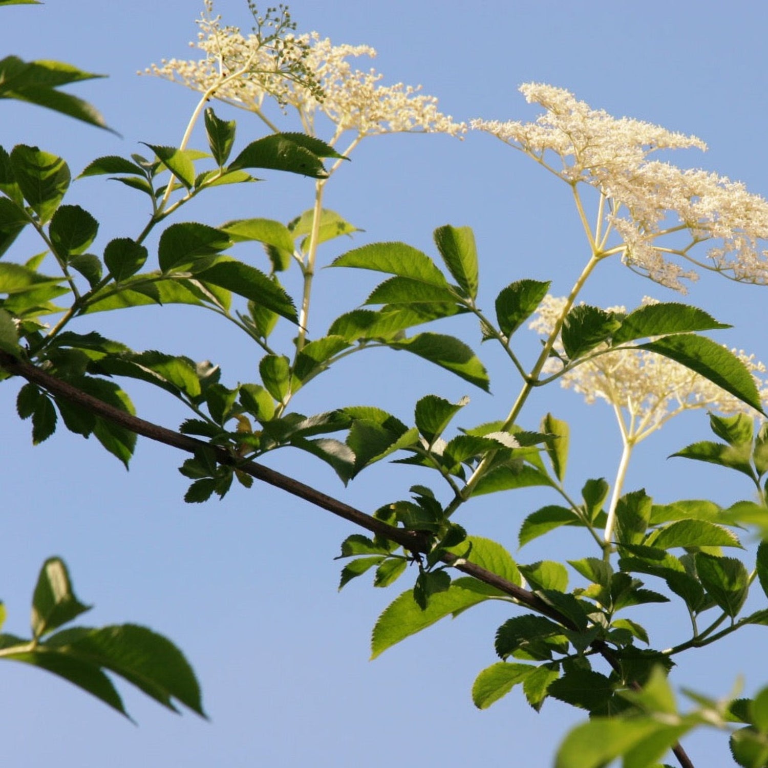 Elderflower Tea