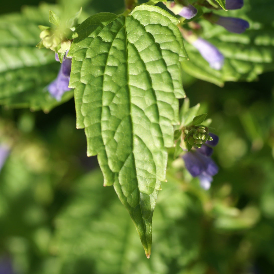 Skullcap Tea