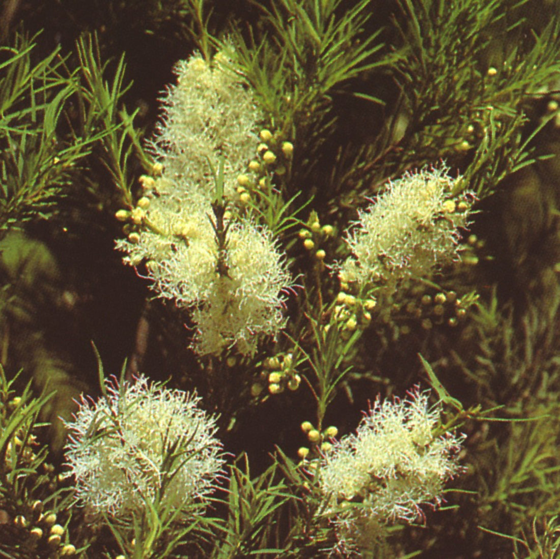 Teatree buds, flowers and foliage.