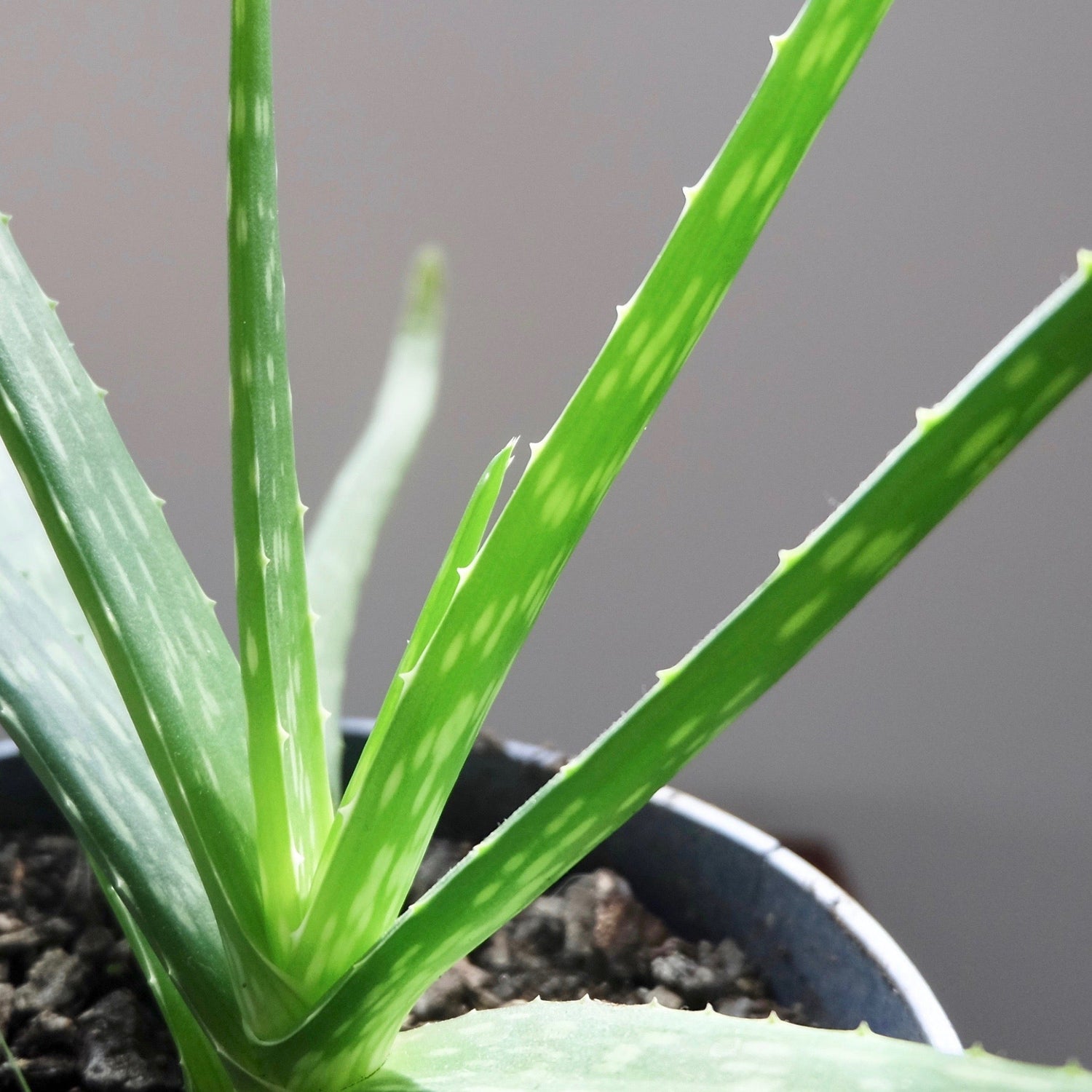 aloe vera plant nz Aloe Lavandula Gel – Wellington Apothecary