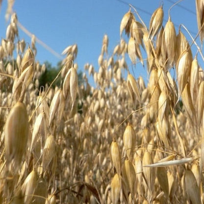 Oatstraw Tea