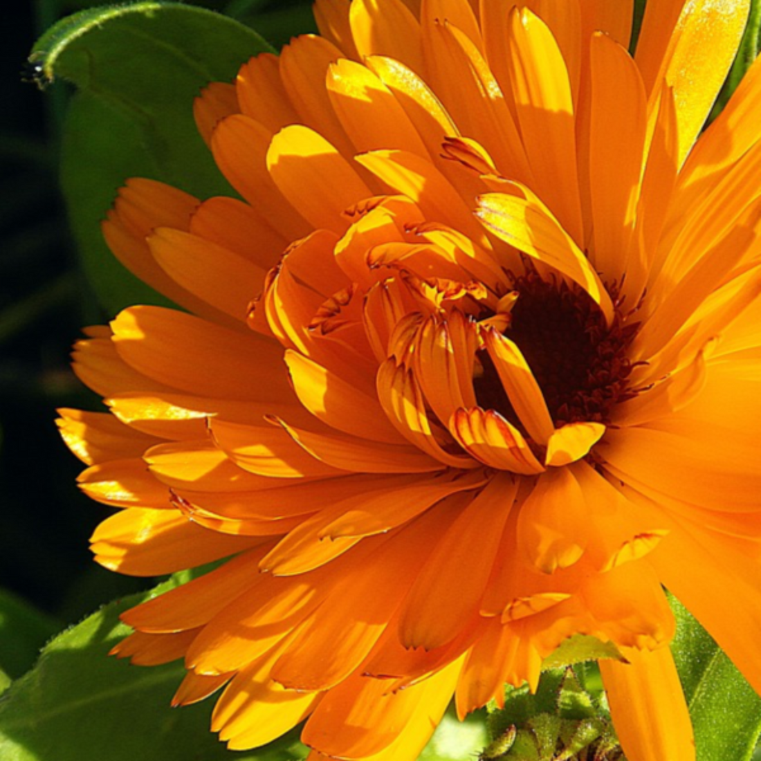 Bright orange  petals of the calendula flower.