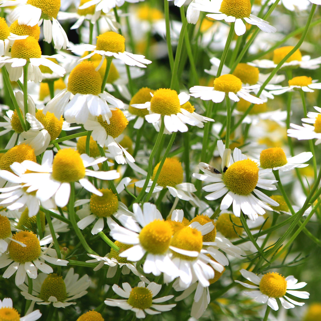 Chamomile Tea