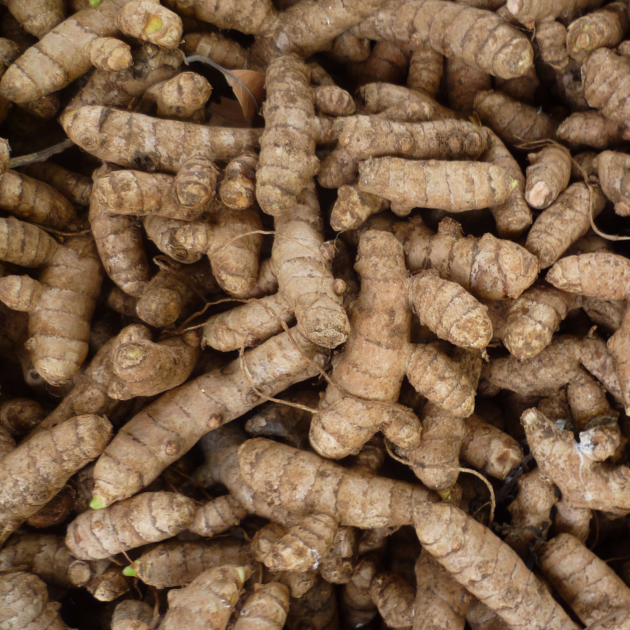 A bunch of turmeric roots. 