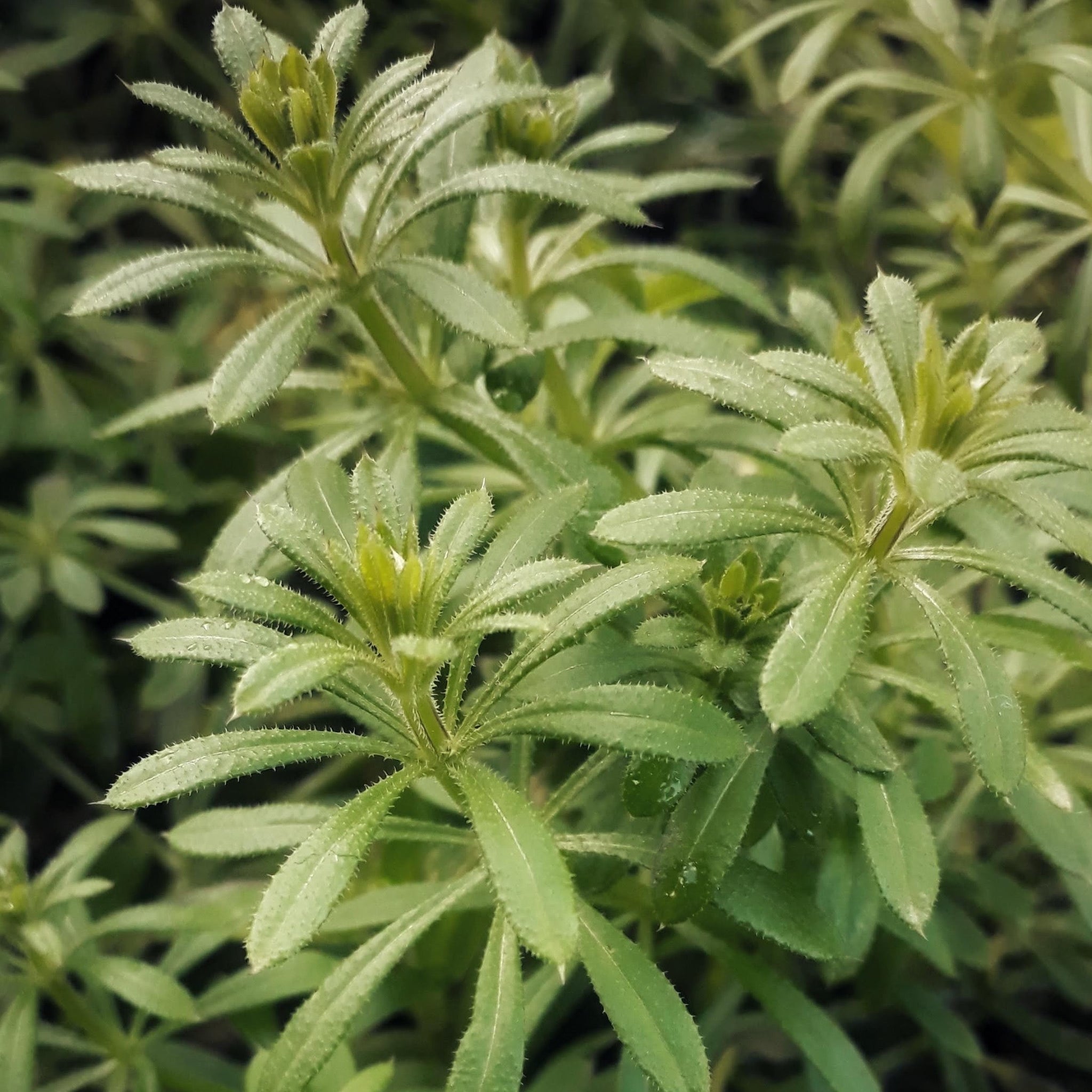 Cleavers Tea