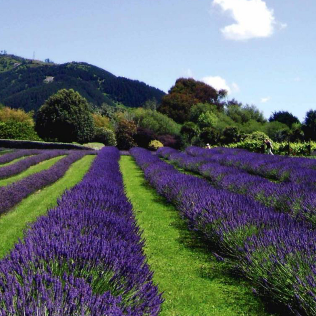 Rows on lavender in bloom on a sunny day. 