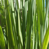 Verdant green lemongrass strands in the sun. 