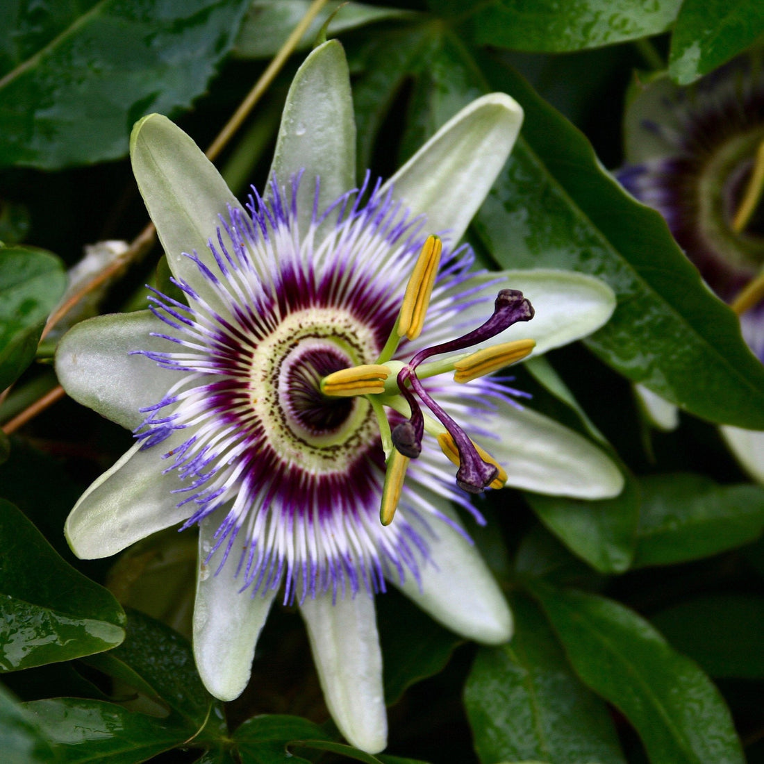 A passionflower in full bloom. 