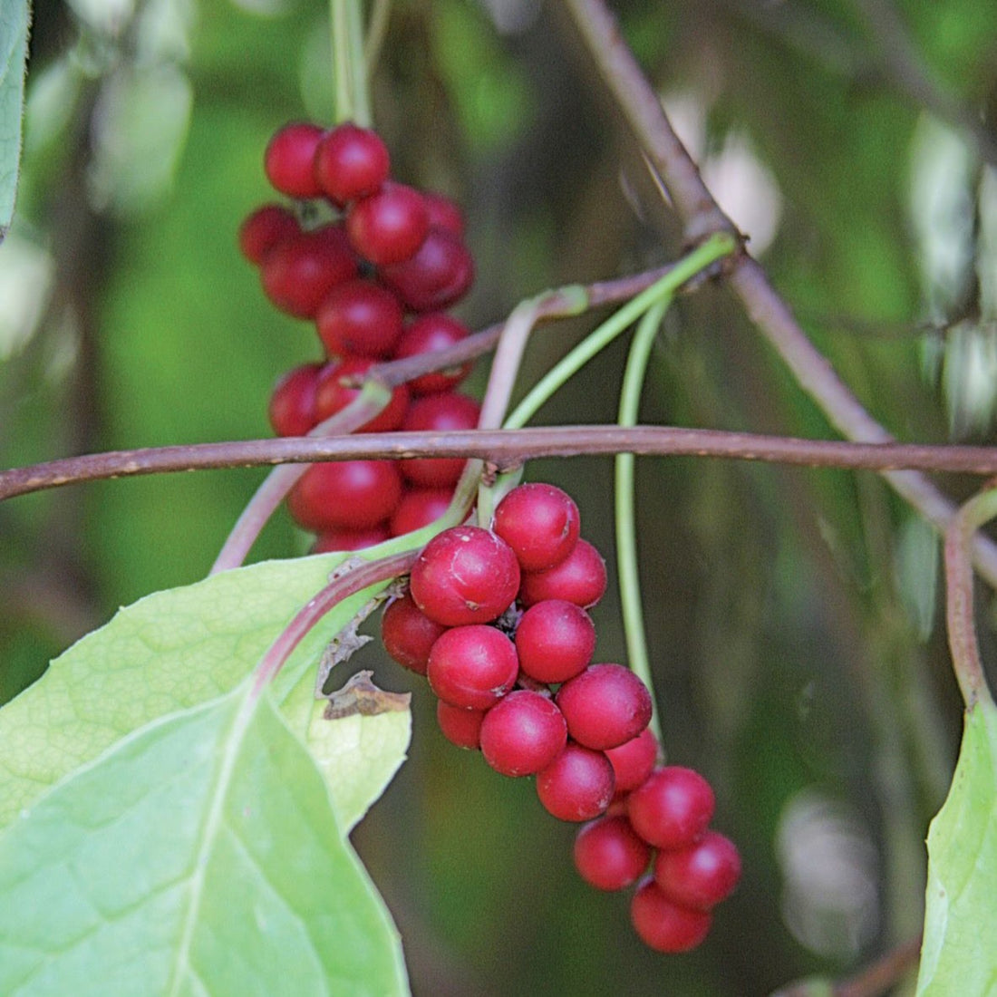 Crimson red berries of the Schisandra chinensis medicinal herb plant. 